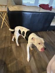 Found/Stray Male Dog last seen Near Siena springs dr, Norman, OK 73071