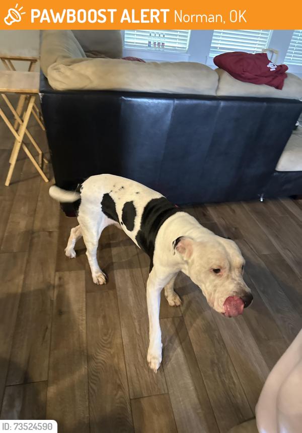 Found/Stray Male Dog last seen Near Siena springs dr, Norman, OK 73071