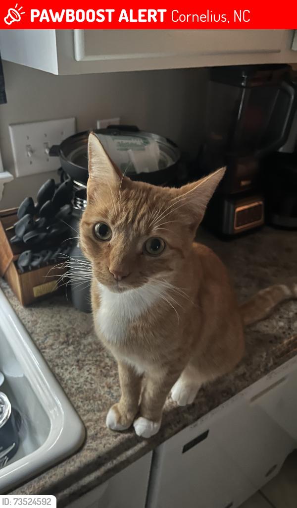 Lost Male Cat last seen Willow pond rd, Cornelius, NC 28031