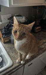 Lost Male Cat last seen Willow pond rd, Cornelius, NC 28031
