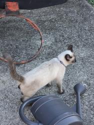 Reunited Male Cat last seen San Jose court/Cardinal court, Shively, KY 40216