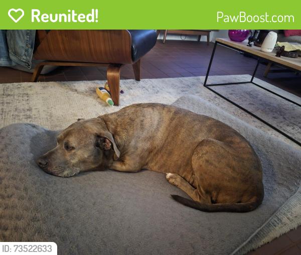 Reunited Male Dog last seen Dauphine & Conti, New Orleans, LA 70112