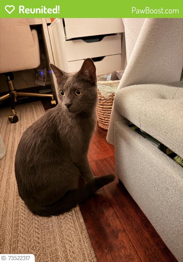 Reunited Male Cat last seen Country Club, Escondido, CA, USA, Escondido, CA 92046