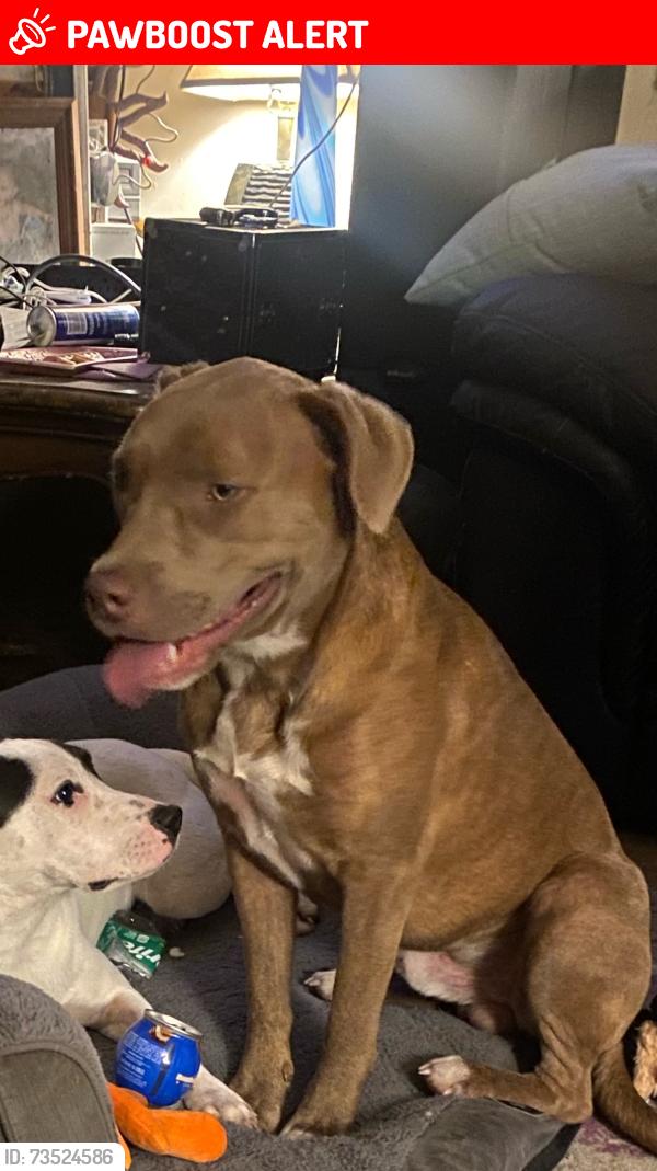 Lost Male Dog last seen Massengill pond and whittington, Johnston County, NC 27501
