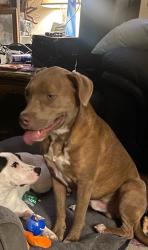 Lost Male Dog last seen Massengill pond and whittington, Johnston County, NC 27501