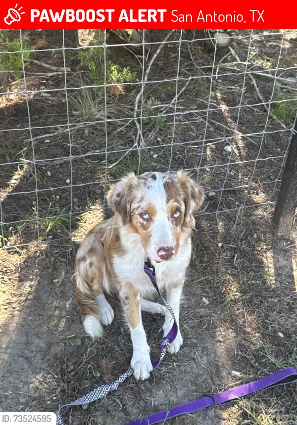 Lost Female Dog last seen Near Andrews Garden San Antonio, San Antonio, TX 78258