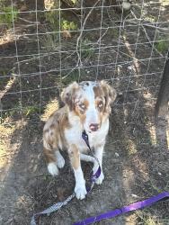 Lost Female Dog last seen Near Andrews Garden San Antonio, San Antonio, TX 78258