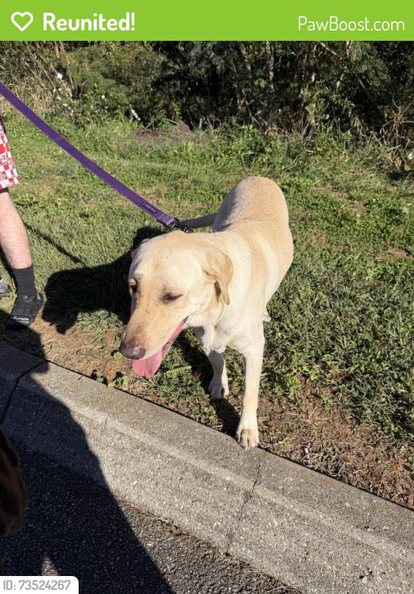 Reunited Male Dog last seen Spring Hill Villas/Spring Park Rd, Knoxville, TN 37914
