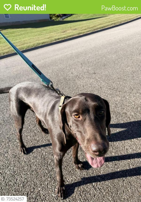 Reunited Male Dog last seen Spring Hill Villas/Spring Park Rd, Knoxville, TN 37914