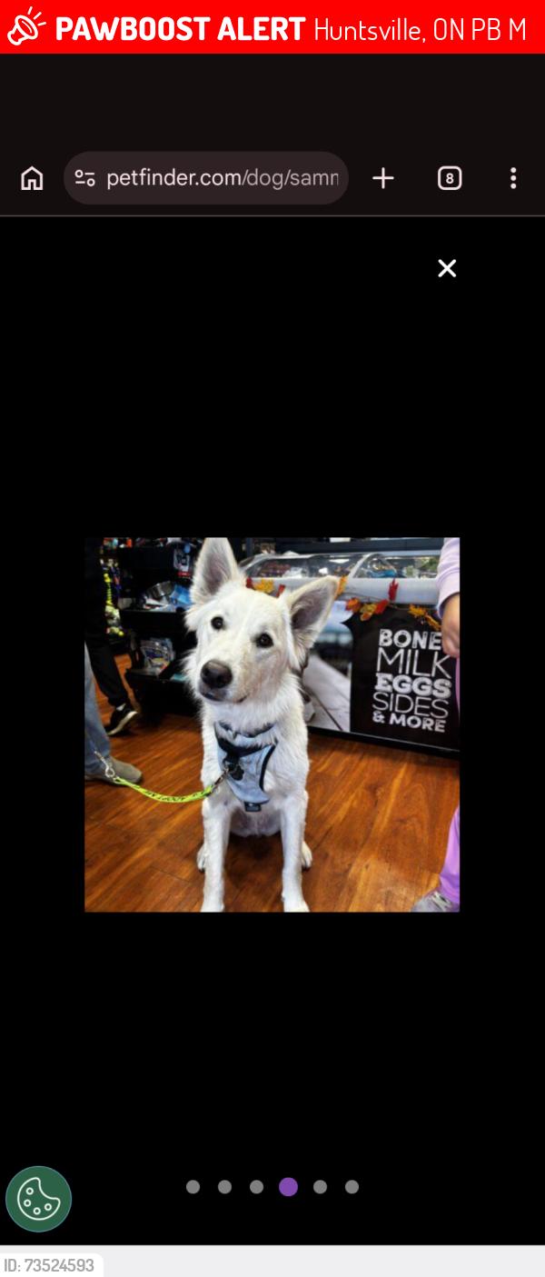 Lost Male Dog last seen Longs lake rd, Huntsville, ON P0B 1M0
