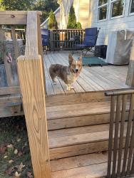 Found/Stray Male Dog last seen Off of Statesville Rd, Charlotte, NC 28269