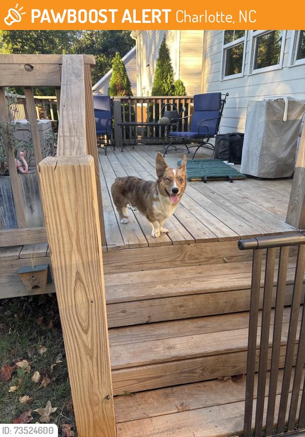 Found/Stray Male Dog last seen Off of Statesville Rd, Charlotte, NC 28269