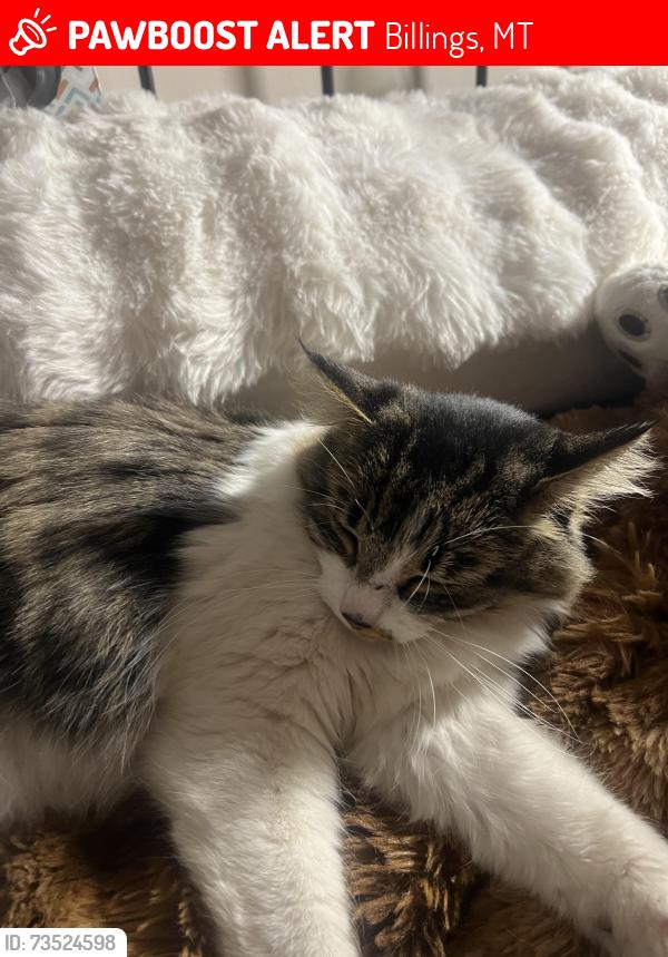 Lost Female Cat last seen 18th avenue B, Billings, MT 59108