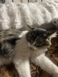 Lost Female Cat last seen 18th avenue B, Billings, MT 59108