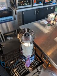 Reunited Male Dog last seen Near Front St, Maryville, TN 37804, USA, Maryville, TN 37804