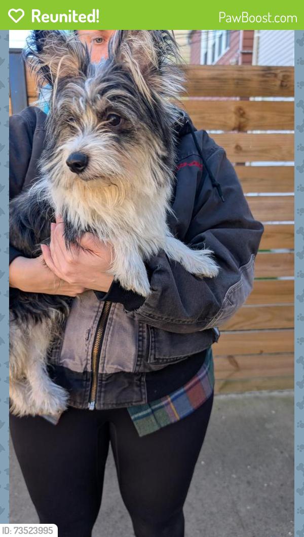 Reunited Female Dog last seen Kimball Ave, Sunnyside Ave, Chicago, IL 60625
