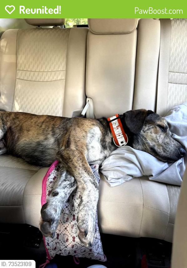 Reunited Male Dog last seen Rockridge Rd and Earnest Rd, Polk County, FL 33809