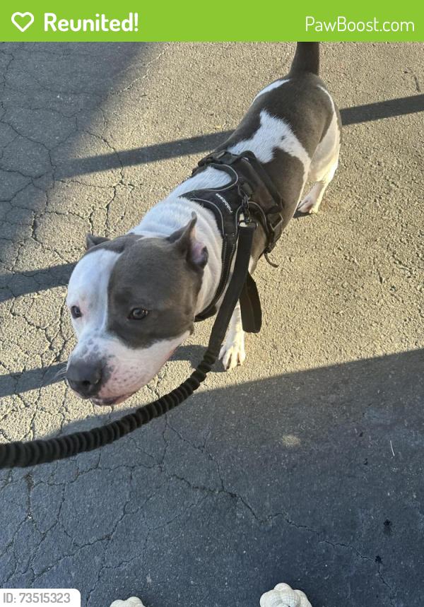 Reunited Male Dog last seen State, Hemet, CA 92543