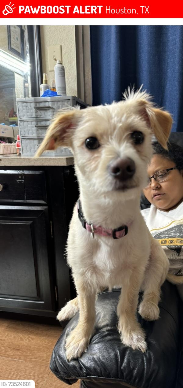 Lost Female Dog last seen Near northwest freeway, Houston, TX 77040