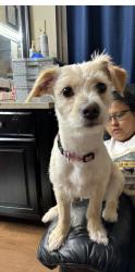 Lost Female Dog last seen Near northwest freeway, Houston, TX 77040