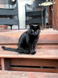 Lost Male Cat last seen Westmount avenue near Roslyn, Lansdowne and Victoria are his area., Westmount, QC 