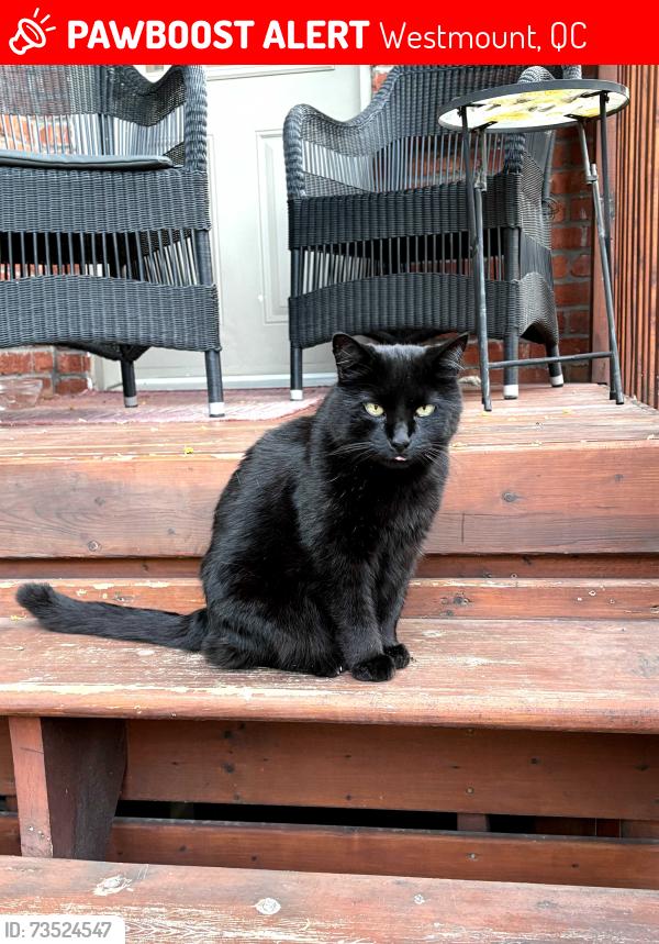Lost Male Cat last seen Westmount avenue near Roslyn, Lansdowne and Victoria are his area., Westmount, QC 