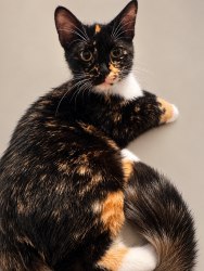 Reunited Female Cat last seen Shelbourne & Brandywine between 106 & 116, Carmel, IN 46032