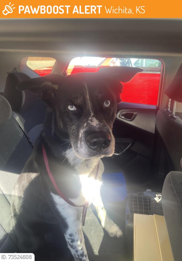 Found/Stray Male Dog last seen Hillside and rutan, Wichita, KS 67214