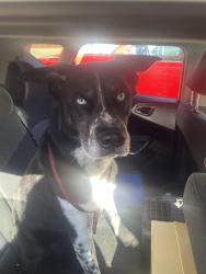 Found/Stray Male Dog last seen Hillside and rutan, Wichita, KS 67214
