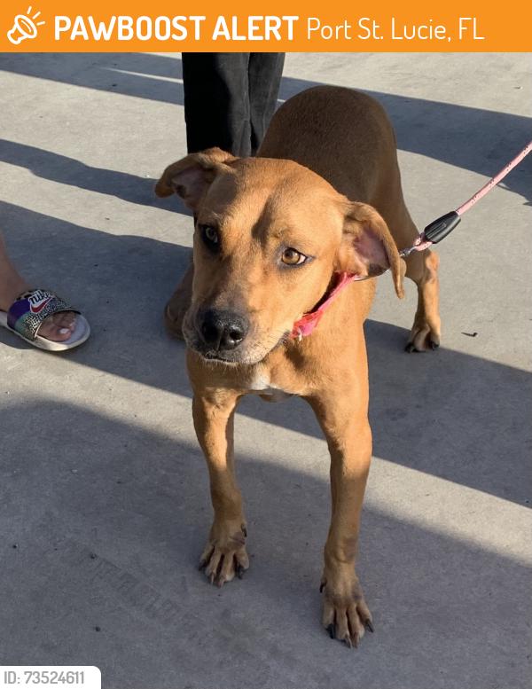 Found/Stray Unknown Dog last seen port saint lucie, Port St. Lucie, FL 34986
