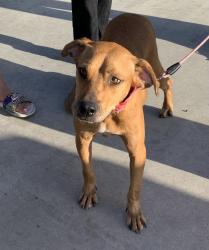 Found/Stray Unknown Dog last seen port saint lucie, Port St. Lucie, FL 34986