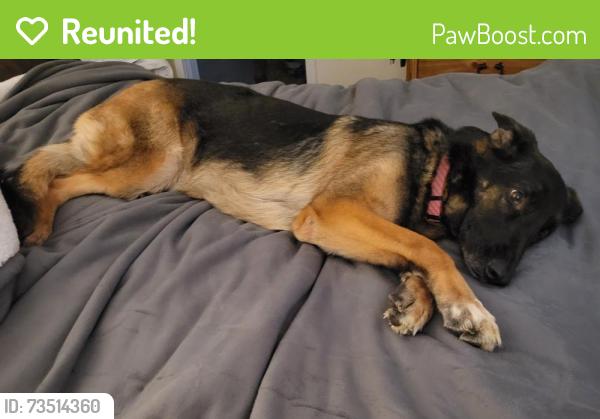 Reunited Female Dog last seen Nc 18, Morganton, NC 28655