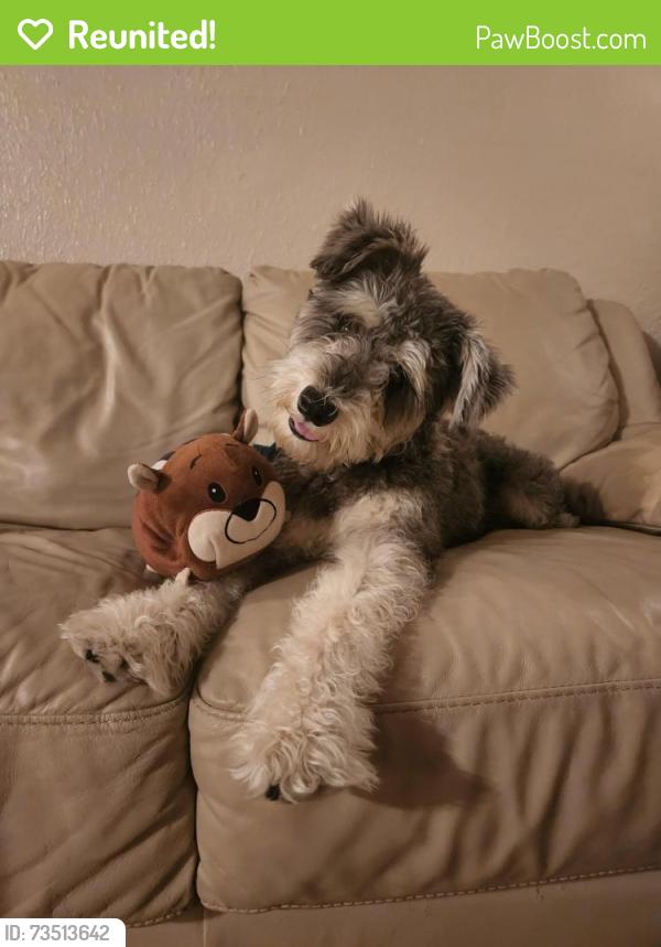 Reunited Male Dog last seen Windmill water refill, Irving, TX 75062