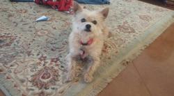 Lost Male Dog last seen Antelope Ln, Lampasas, TX 76550