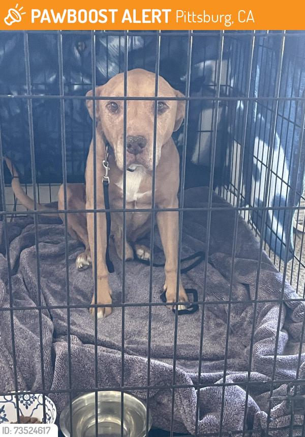 Found/Stray Male Dog last seen Marina Blvd., Pittsburg, CA 94565