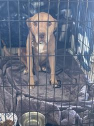 Found/Stray Male Dog last seen Marina Blvd., Pittsburg, CA 94565