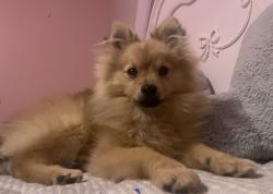 Reunited Male Dog last seen Near Hiram Davis Rd, Lawrenceville, GA 30045, USA, Lawrenceville, GA 30045