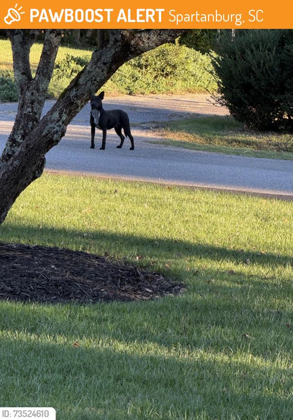 Found/Stray Unknown Dog last seen Butler court, Spartanburg, SC 29307