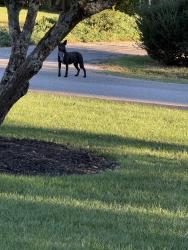 Found/Stray Unknown Dog last seen Butler court, Spartanburg, SC 29307