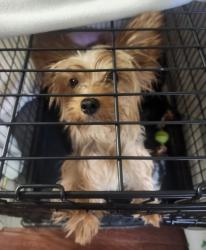 Reunited Female Dog last seen Prairie Drive and N. Park Drive, Watauga, TX 76148
