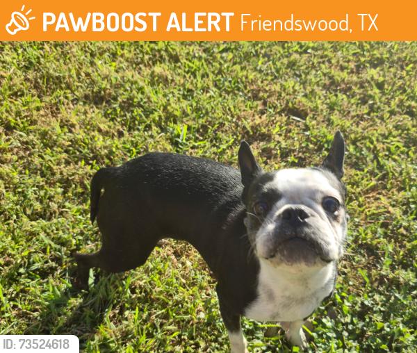 Found/Stray Female Dog last seen EL Dorado and Square Rigger Ln, Friendswood, TX 77546