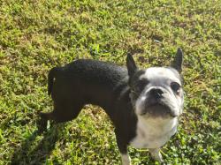 Found/Stray Female Dog last seen EL Dorado and Square Rigger Ln, Friendswood, TX 77546