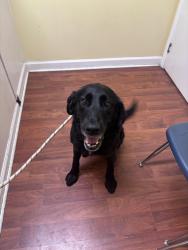 Reunited Female Dog last seen County road 45, Centre, AL 35960