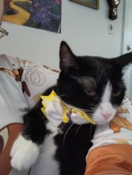 Reunited Female Cat last seen In apmt we just moved and we think she somehow bulted, Saint Matthews, KY 40207