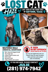 Reunited Male Cat last seen Coady area, Baytown, TX 77522