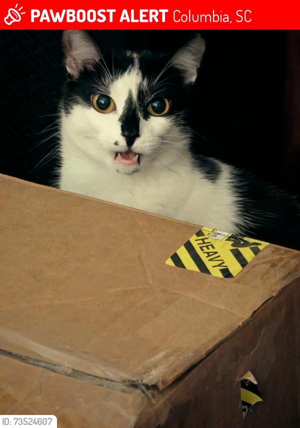 Lost Female Cat last seen Glenwood and Forest, Columbia, SC 29204