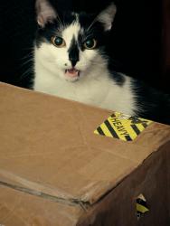 Lost Female Cat last seen Glenwood and Forest, Columbia, SC 29204