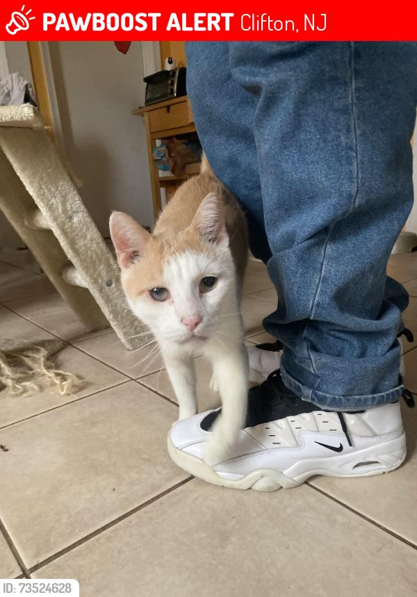 Lost Male Cat last seen 3rd Street, Clifton, NJ 07011