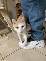 Lost Male Cat last seen 3rd Street, Clifton, NJ 07011
