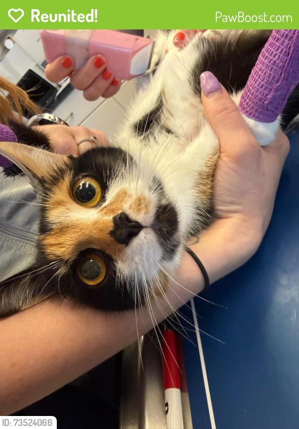 Reunited Female Cat last seen Liverpool rd, Newmarket, ON 
